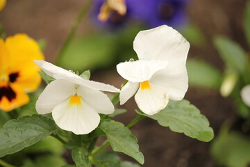 Two White Flowers