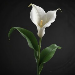 Obraz premium Graceful white calla lily on black background with copy space, gesture of support, remembrance photography, condolence gift, love and remembrance