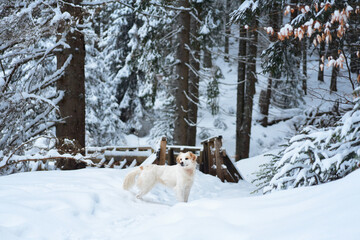A Nova Scotia Duck Tolling Retriever and other dogs gather on a snow-covered wooden bridge in a forest. The serene moment captures the companionship of pets against a wintry backdrop.