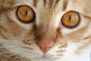 A close-up of a sweet orange tabby cat face reveals golden eyes and intricate fur details.