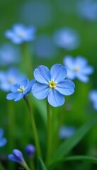 Obraz premium Closeup of tiny blue forget me not flowers on green stems, spring blossoms, small flowers, closeup