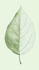 A single leaf showing intricate vein details