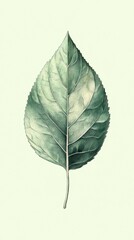 Detailed illustration of a single green leaf