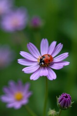 Fototapeta premium Ladybug on a small purple and white flower in high definition, details, closeup
