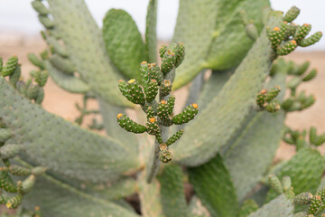 Cacti with vibrant green pads and yellow flowers in a desert landscape during daylight hours