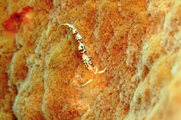 Marine life in the ocean, scuba diving trip. Yellow worm on the sponge. Picture of colorful underwater creature. Brown yellow orange sea sponge with small worm, travel photo from the tropical reef.