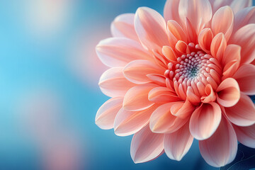 Fototapeta premium A Delicate Peach Dahlia Flower Blooms Softly