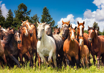 herd of horses
