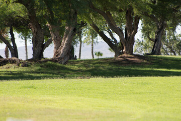 trees in the park