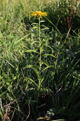 Willowleaf Yellowhead ( Pentanema salicinum ) plant with yellow blossoms growing on a meadow in Germany