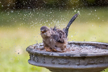 Northern mockingbird bathing in bird bath