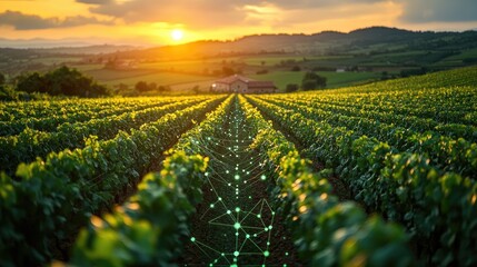 A panoramic view of a lush green vineyard under a twilight sky,