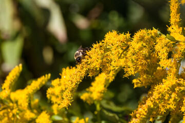 Bumblebee on goldenrod flower