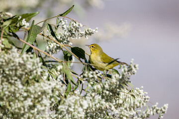 Tennessee warbler perched on flowers