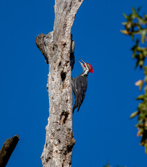 Pileated woodpecker perched on side of tree