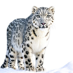 Naklejka premium Snow Leopard isolated on transparent background
