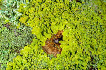 Xanthoria parietina - yellow-green lichen on a tree branch, Odessa
