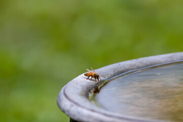 Honey bee drinking water from a bird bath © Gabe