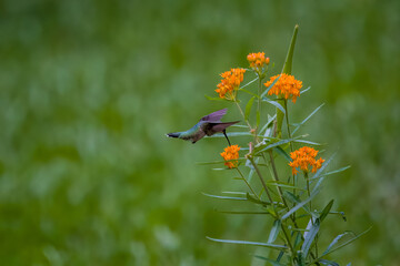 Ruby-throated hummingbird flying and feeding on orange butterfly milkweed flowers with green background