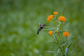 Ruby-throated hummingbird flying and feeding on orange butterfly milkweed flowers with green background