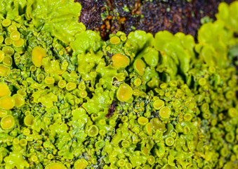 Xanthoria parietina - yellow-green lichen on a tree branch, Odessa