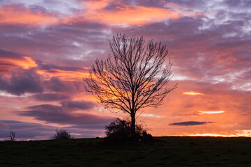 Sunset casts vibrant colors over a solitary tree on a hillside with dramatic clouds in the background