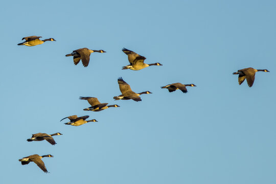 Canada geese flying in v formation