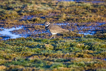 Killdeer bird on marshy ground at sunrise