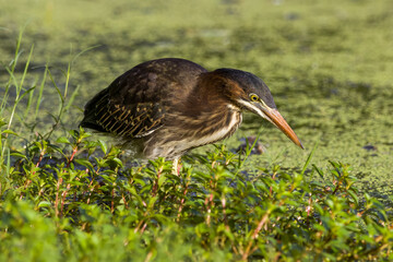 Green heron close up on edge of pond in green plants