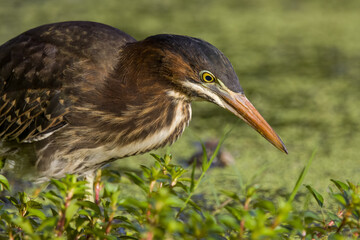 Green heron close up on edge of pond in green plants