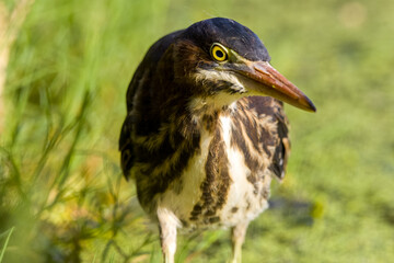 Green heron close up on edge of pond in green plants
