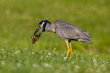Yellow-crowned night heron feeding on crawfish