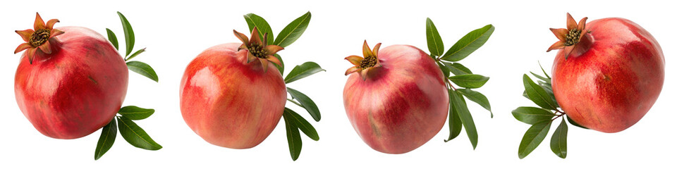 Harvesting pomegranates in the orchard nature photography vibrant colors close-up view, isolated on white or transparent background
