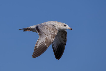 Fototapeta premium Ring-billed gull seagull in flight with blue sky background
