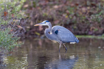 great blue heron wading in water with bank in the background