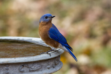 Eastern bluebird on birdbath in yard drinking