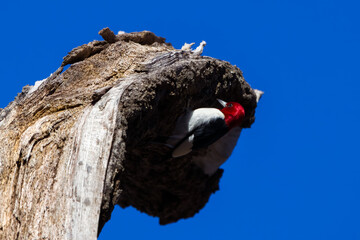 Red-headed woodpecker on a broken tree trunk with a blue sky background
