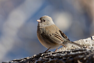 Dark-eyed junco sparrow on a tree limb closeup