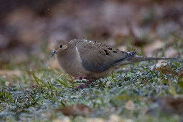 Mourning dove feeding on the ground on a cold day with ice on its back
