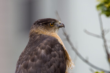 Coopers hawk closeup with blood and feathers on beak