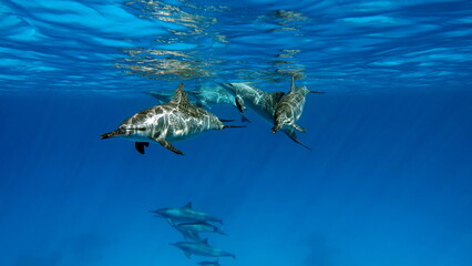 Dolphins. Spinner dolphin. Stenella longirostris is a small dolphin that lives in tropical coastal...