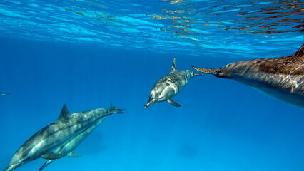 Dolphins. Spinner dolphin. Stenella longirostris is a small dolphin that lives in tropical coastal...