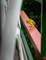 Bird looking down in colour