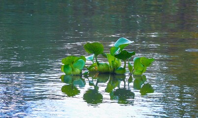 Pontederia crassipes -Eichhornia crassipes, known as common water hyacinth swims among aquatic plants, Odessa