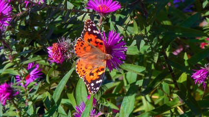 Butterfly painted lady Vanessa cardui collects nectar from autumn flowers Aster
