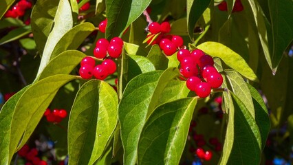 Amur honeysuckle Lonicera sp., red berries on a tree against the background of green leaves