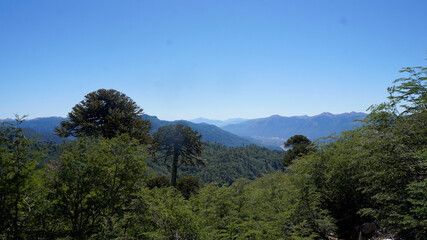 Araucaria forest in the mountains