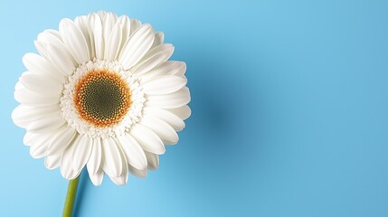A single white flower on a blue background
