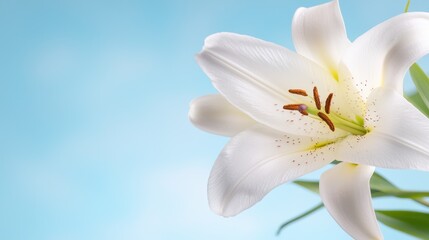 A white lily on a blue background with green leaves