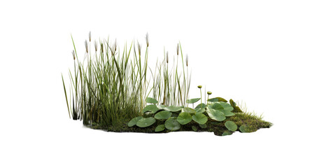 Tall grass and water lilies isolated on transparent background